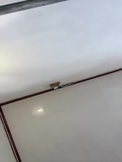 adult